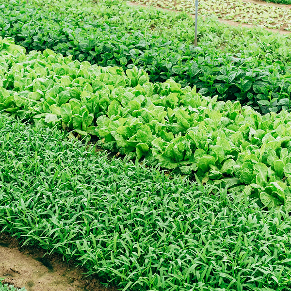 agricultura ecológica en la explotación agrícola