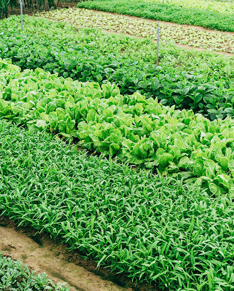 agricultura ecológica en la explotación agrícola