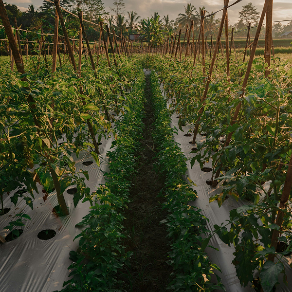 formación integral para trabajadores de almacén hortofrutícola (1)