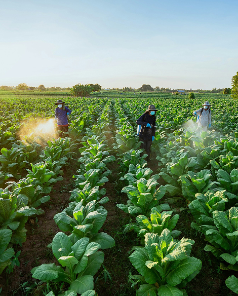 defensa contra plagas y enfermedades en agricultura ecológica