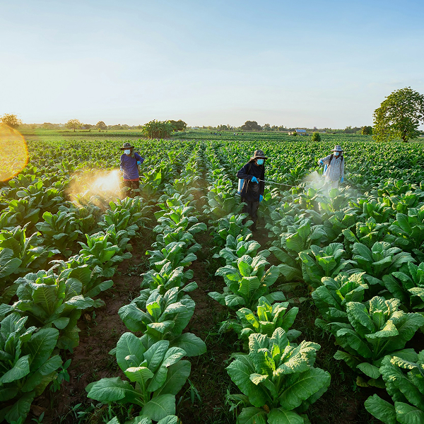 defensa contra plagas y enfermedades en agricultura ecológica
